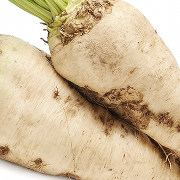 Sugar beet