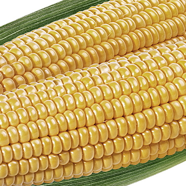 Maize