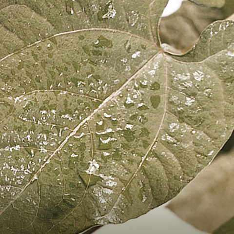 Agrochemicals